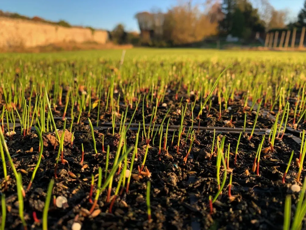 Fournisseur de plantes près de Enghien les Bains